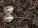 Mutinus ravenelii image