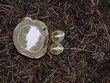 Mutinus ravenelii image