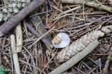 Rhodocollybia butyracea image