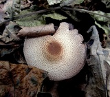 Agaricus placomyces image
