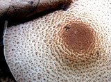 Agaricus placomyces image