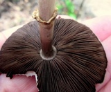 Agaricus placomyces image