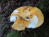 Russula ochroleuca image