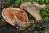 Tricholoma vaccinum image