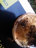 Paxillus involutus image