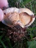 Paxillus involutus image