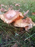 Paxillus involutus image