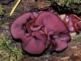 Ascocoryne cylichnium image