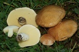 Suillus brevipes image