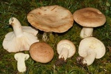 Lactarius vinaceorufescens image
