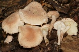 Cystolepiota fumosifolia image