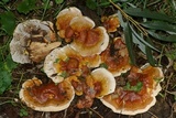 Ganoderma sessile image