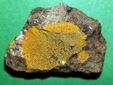 Caloplaca saxicola image