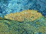 Caloplaca saxicola image