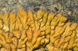 Caloplaca saxicola image