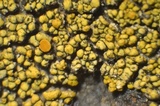 Caloplaca saxicola image