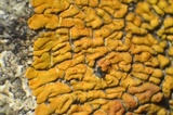 Caloplaca saxicola image