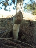 Phallus ravenelii image