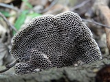 Hexagonia tenuis image