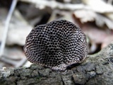 Hexagonia tenuis image