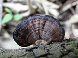 Hexagonia tenuis image