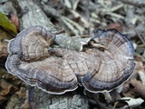 Hexagonia tenuis image