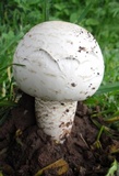 Termitomyces reticulatus image