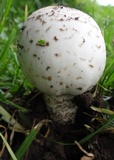 Termitomyces reticulatus image