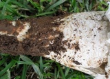 Termitomyces reticulatus image