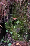 Austroboletus gracilis image