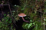 Austroboletus gracilis image