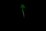 Mycena nebula image