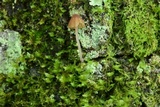 Mycena nebula image