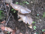 Entoloma lividoalbum image