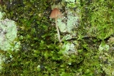 Mycena nebula image
