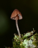 Mycena nebula image