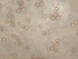 Entoloma lividoalbum image