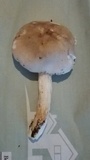 Pluteus petasatus image