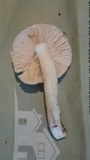 Pluteus petasatus image