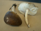 Melanoleuca melaleuca image