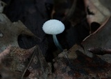 Tetrapyrgos nigripes image