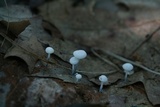 Tetrapyrgos nigripes image