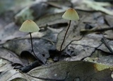 Marasmius siccus image