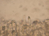Melanoleuca melaleuca image