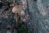 Inocybe calospora image