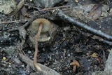 Inocybe calospora image