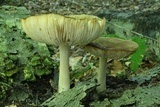 Megacollybia rodmanii image