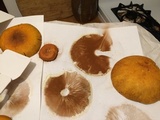 Gymnopilus luteus image
