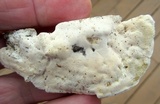 Tyromyces chioneus image