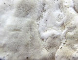 Tyromyces chioneus image